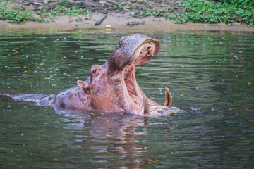 Hippopotamus in the water
