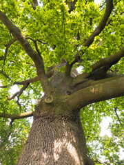 Naklejka premium Eine einzelstehende Eiche