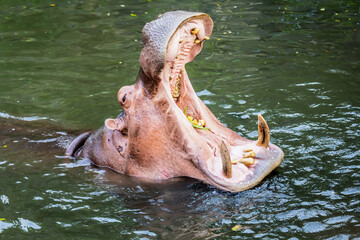 Fototapeta premium Hippopotamus in the water 