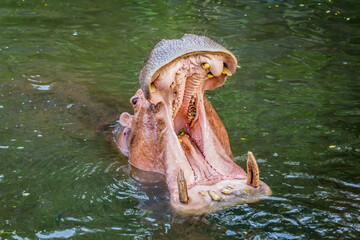Hippopotamus in the water
