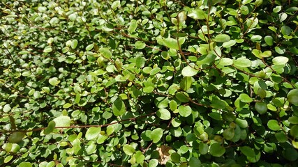 ワイヤープランツの背景