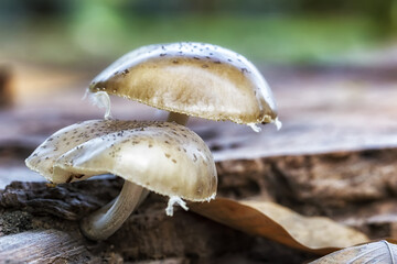 Mushroom on trunk close up photo - Macro photo of Mushroom on trunk