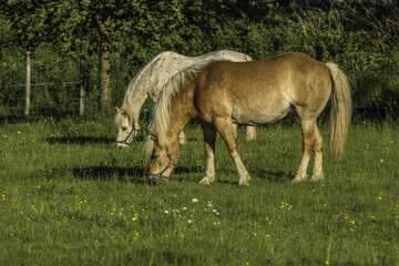 Obraz premium Pferde