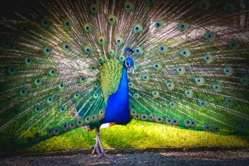 Store enrouleur tamisant sans perçage Paon blue peacock peafowl vignette background