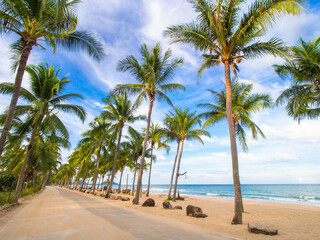Obraz na płótnie Canvas Way of coconut and beach