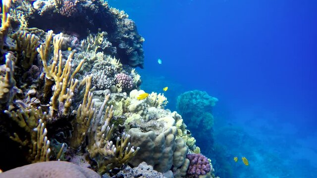Diving. Coral reef and beautiful fish. Underwater life in the ocean. Tropical fish on coral reefs.