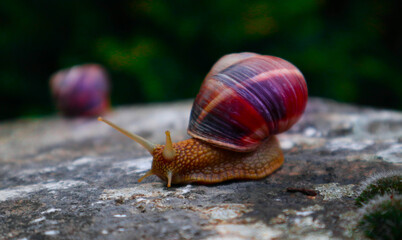 Photo depicts two wild lovely big beautiful snails with spiral shell. Amazing helix in the garden, crawling in a stone. Fresh green grass on the background, good sunny weather. Marco, close up view.