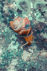 Photo depicts a wild lovely big beautiful snail with spiral shell. Amazing helix in the garden, crawling in a stone.  Marco, close up view.