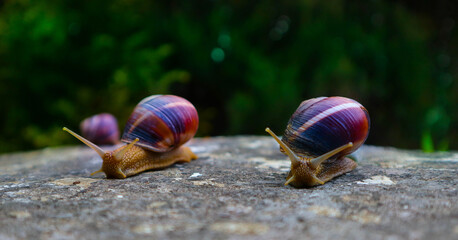 Photo depicts two wild lovely big beautiful snails with spiral shell. Amazing helix in the garden, crawling in a stone. Fresh green grass on the background, good sunny weather. Marco, close up view.