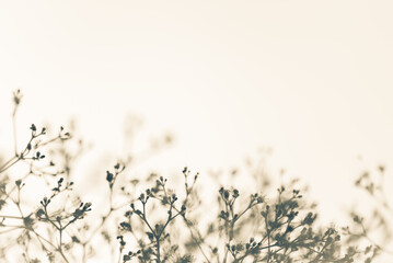 Nature white background with vague fragile twigs with small buds and flowers. Space for logo or...