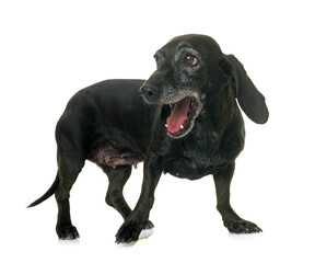 old black dachshund