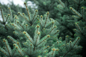 christmas tree or fir tree branch as winter background