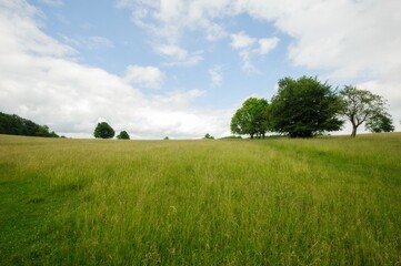 Beautiful summer landscape