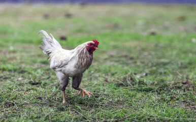 White chicken on the lawn