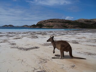 Känguru am Strand