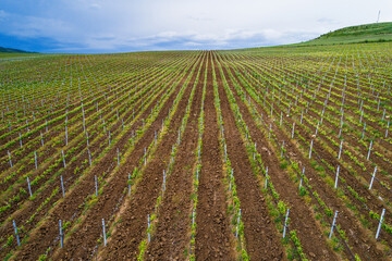 Field of red wine grape vineyard