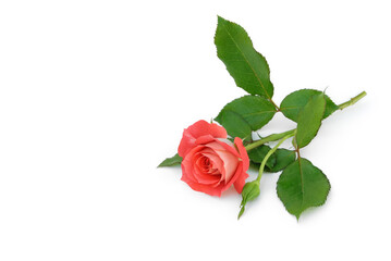 Rose auf weißem Hintergrund