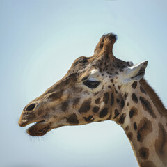 Portrait of African Giraffe Giraffa against blue sky background
