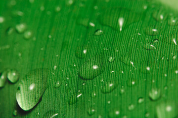 Rain drops on banana leaf