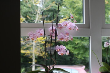 Orchid`s blooming