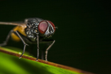 Fly close-up
