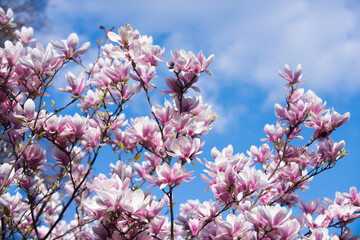 magnolia tree blossom with pink flowers on branch in garden