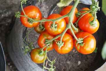 fresh tomato plant