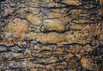 Texture background deeply grooved and painted by hand in orange, black, green, and yellow