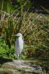 Lovely Little Egret bird gretta garzetta on riverbank in Spring sunshine