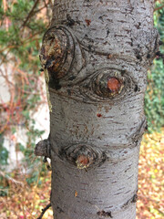 tree,forest,pine,nature,texture