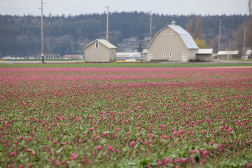 tulip fields with farm in distance