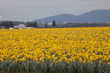 Fototapeta premium Daffodil fields with Cascades in distance