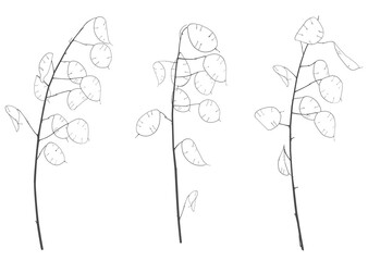 Three branches of fine graceful lunarians, vector illustration, isolated object, line drawing