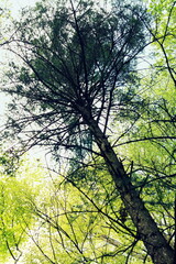 wysokie drzewo w lesie