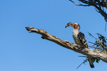 Southern Yellow-billed Hornbill Bird  sitting on a branch