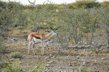 Springbok