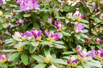 Beautiful Rhododendron flower bushes in a Garden Landscape