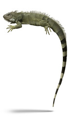 Obraz premium Wysoka szczegółowość Iguana zielona lub Iguana amerykańska jaszczurka egzotyczne zwierzę domowe na białym tle.