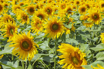 Fototapeta na wymiar Blooming sunflowers