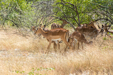 Black-faced impala