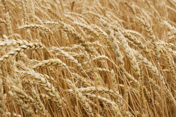 Ears of ripe wheat