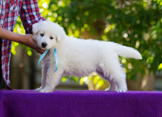 little puppy White Swiss Shepherd