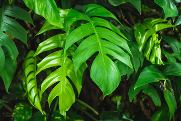 closeup green leaf, rain forest tropical plant greeenery leaf background.