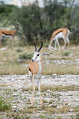 Springboks