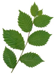 green leaves of elm tree close up