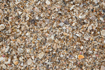 closeup macro high detail of seabeach sand and small sea shell texture pattern background.