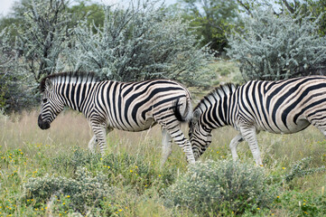 Burchell's (Plain's) zebra