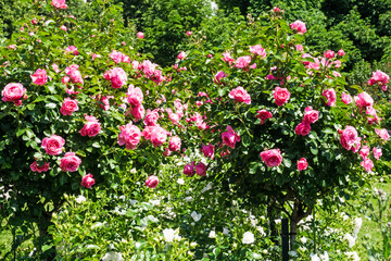 Rosenstock mit rosa Rosen