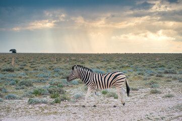 Obraz premium Burchell's (Plain's) zebra