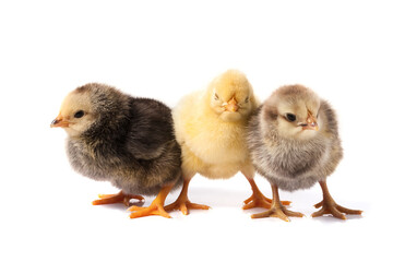 three little chicken isolated on white background